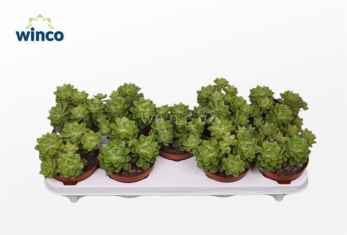 <h4>Echeveria Dusty Rose</h4>