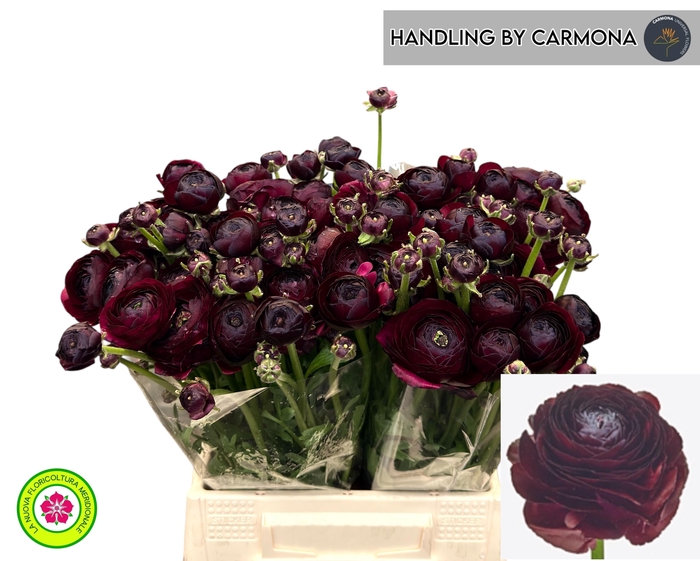 <h4>RAN SU NERONE</h4>