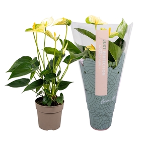 Anthurium Vanilla''Ju st perfection®''(XL-Flowers)