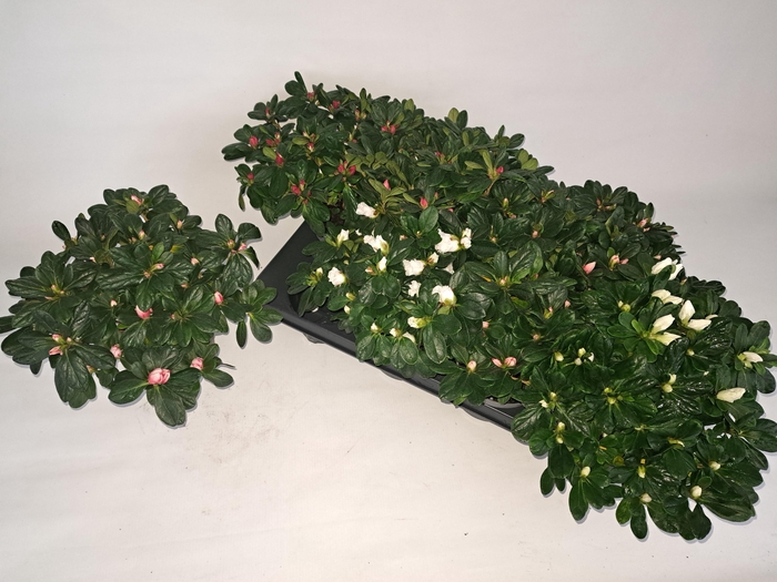 <h4>RHODO SI GEM 3 SRT</h4>