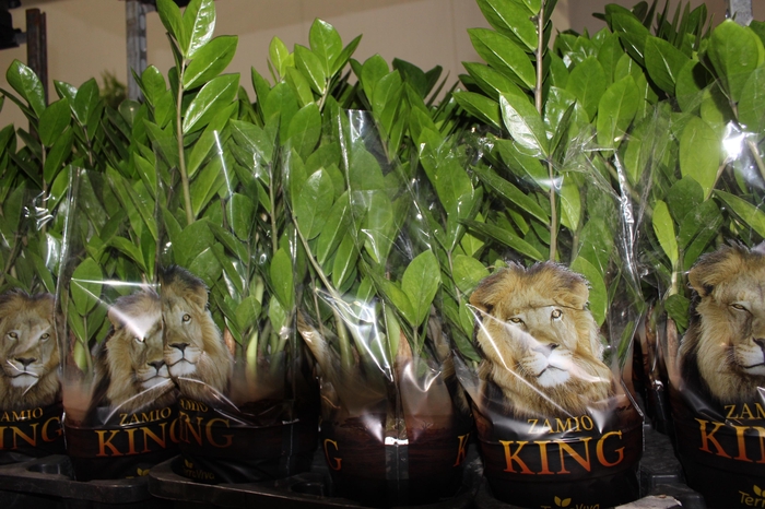 <h4>ZAMIOCULCAS P17</h4>