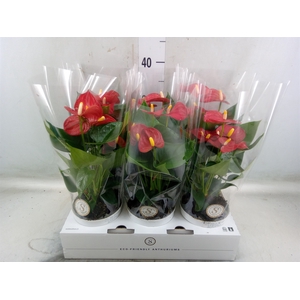 Anthurium andr. 'Red Champion'