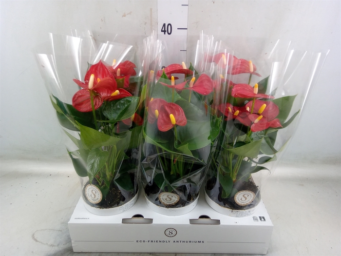 <h4>Anthurium andr. 'Red Champion'</h4>