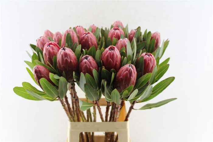 <h4>Protea Lancelot</h4>