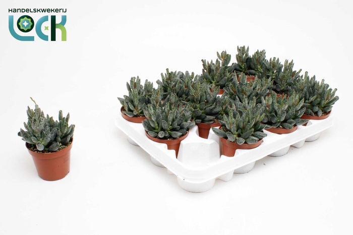 <h4>Adromiscus maculata</h4>