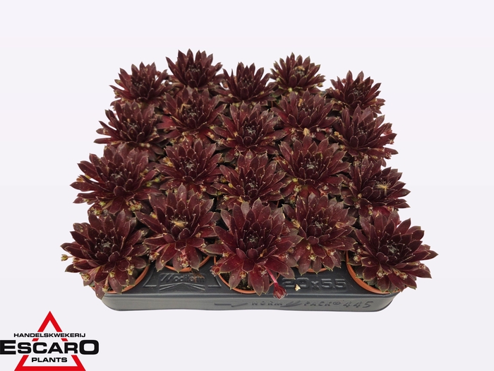 <h4>SEMP ARACHNOIDEUM</h4>