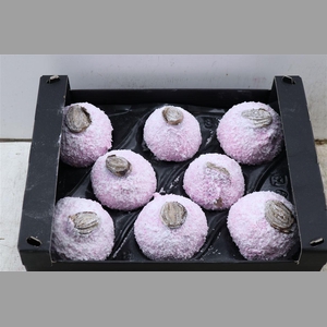 Wax Hipp Snow Pink Rose