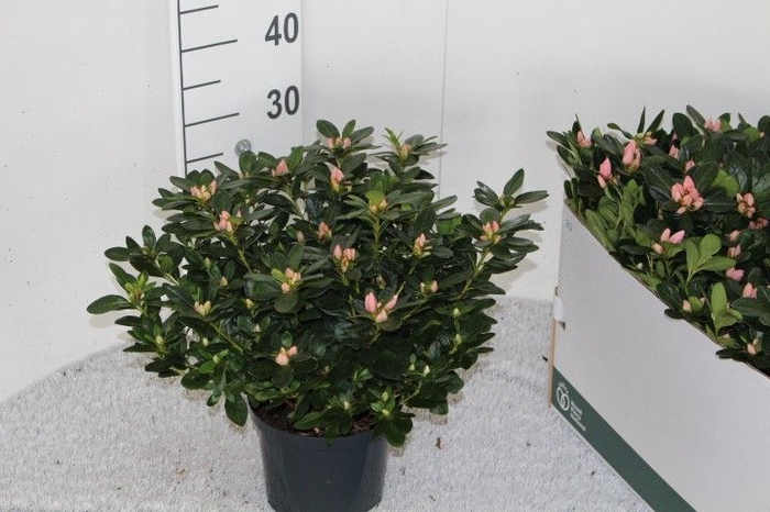 <h4>RHODO SI THESLA</h4>