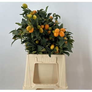 Kumquats Verde