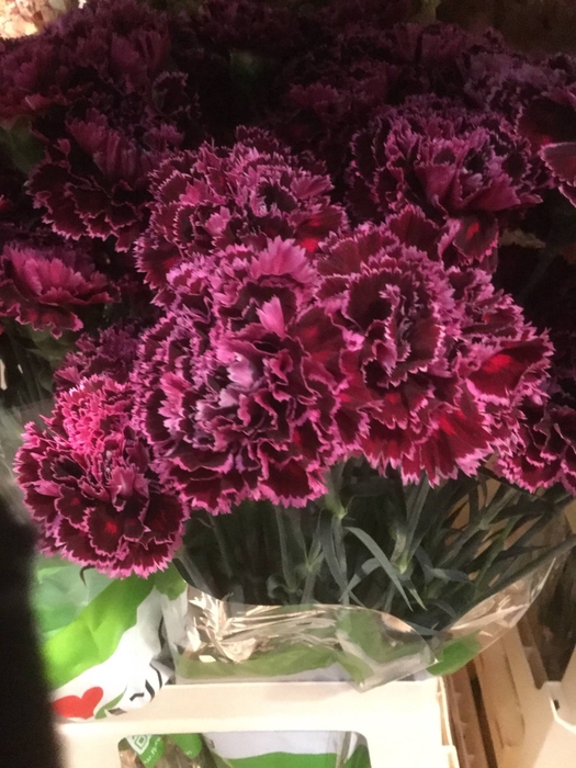 DI ST NOBBIO BURGUNDY