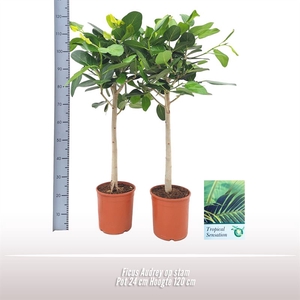 Ficus Audrey op stam