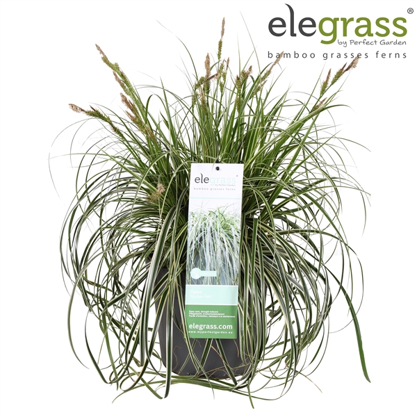 <h4>Carex 'Feather Falls' P23</h4>