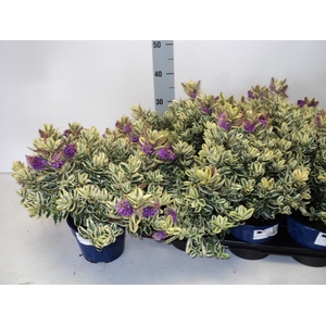 HEBE AND VARIEGATA