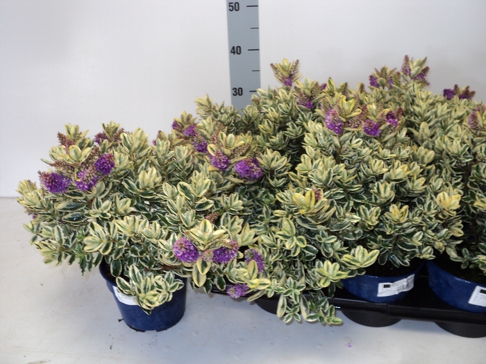 <h4>HEBE AND VARIEGATA</h4>