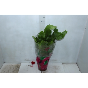 ASPLENIUM CROCODILO P19