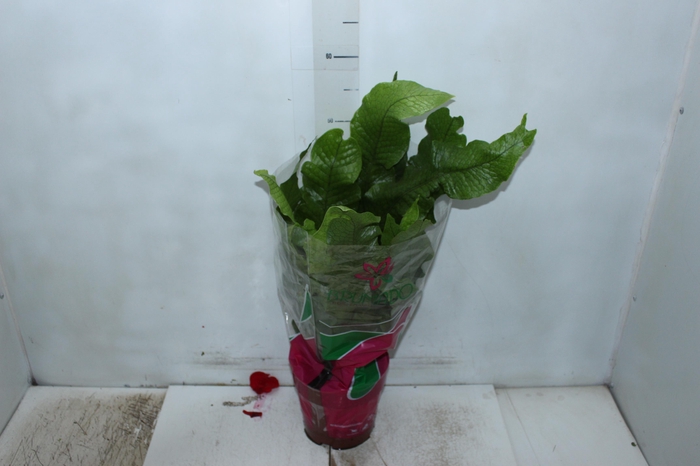 <h4>ASPLENIUM CROCODILO P19</h4>