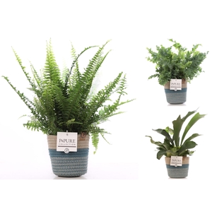 Varens gemengd in P&PURE Fashionpot Valerie