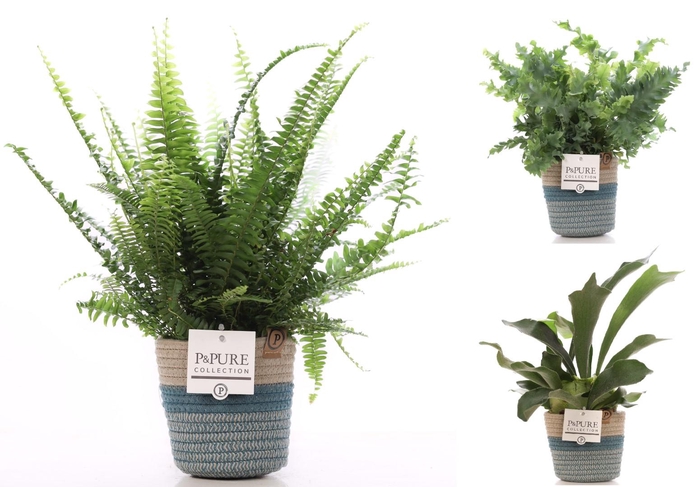 <h4>Varens gemengd in P&PURE Fashionpot Valerie</h4>