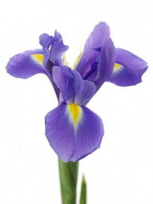 <h4>IRIS HONG KONG BLUE</h4>