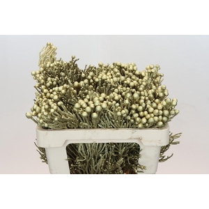 Kaaps Groen Silver Brunia Gold