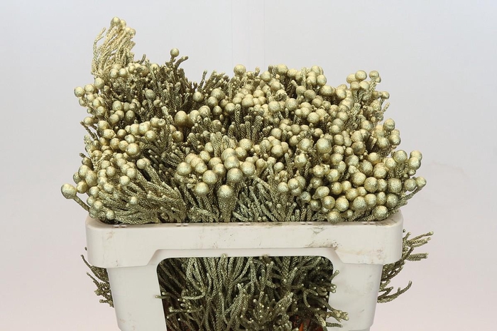 <h4>Kaaps Groen Silver Brunia Gold</h4>