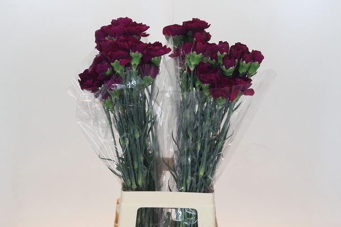 Dianthus St Purple Damascus