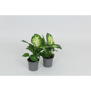 Dieffenbachia Camilla/Compacta 8,5 cm