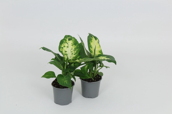 <h4>Dieffenbachia Camilla/Compacta 8,5 cm</h4>