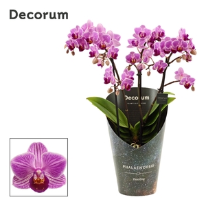 Phalaenopsis dazzling Dreamer 3-4 tak (Decorum)