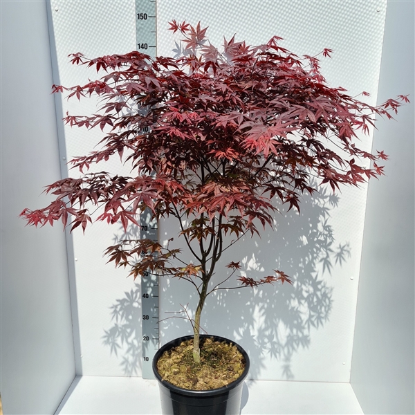 <h4>Acer palmatum 'Bloodgood'</h4>