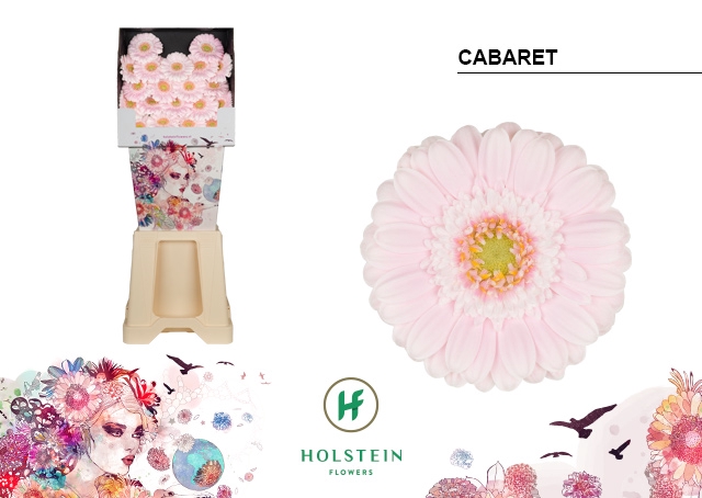 <h4>GE MI Cabaret diamond x80</h4>