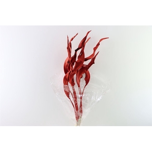 Dried Strelitzia Leaf S Red Stem Slv