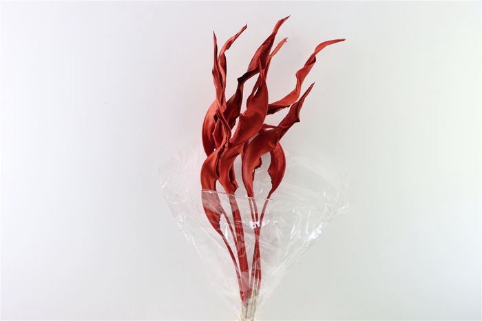 <h4>Dried Strelitzia Leaf S Red Stem Slv</h4>