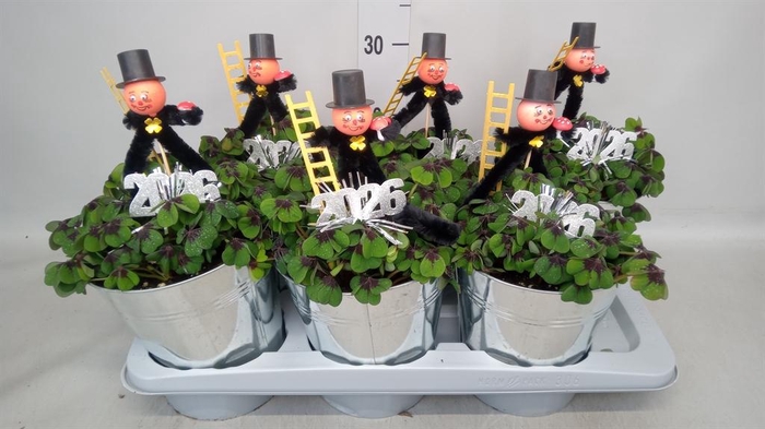 <h4>Oxalis deppei</h4>