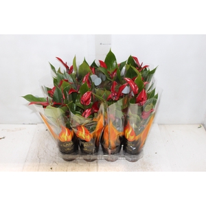 ANTHURIUM BANDEROLA LAVA P09