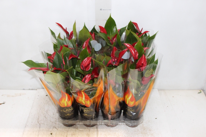 <h4>ANTHURIUM BANDEROLA LAVA P09</h4>