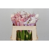 Zantedeschia Eydolls Purple White