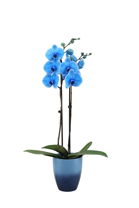 <h4>Change Blue Phal I Am Blue 2T14+</h4>