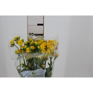 KALANCHOE DOBRADO SUNLIGHT YELLOW MEADOW  060 CM