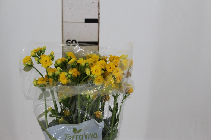 <h4>KALANCHOE DOBRADO SUNLIGHT YELLOW MEADOW  060 CM</h4>