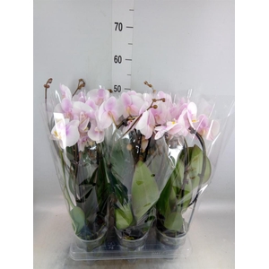 Phalaenopsis  'Elegant Cascade'