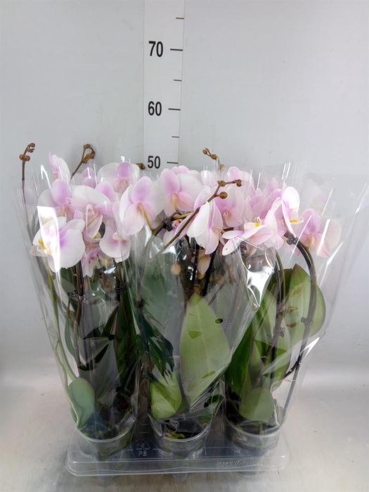 <h4>Phalaenopsis  'Elegant Cascade'</h4>