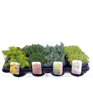 Sedum mix in tray