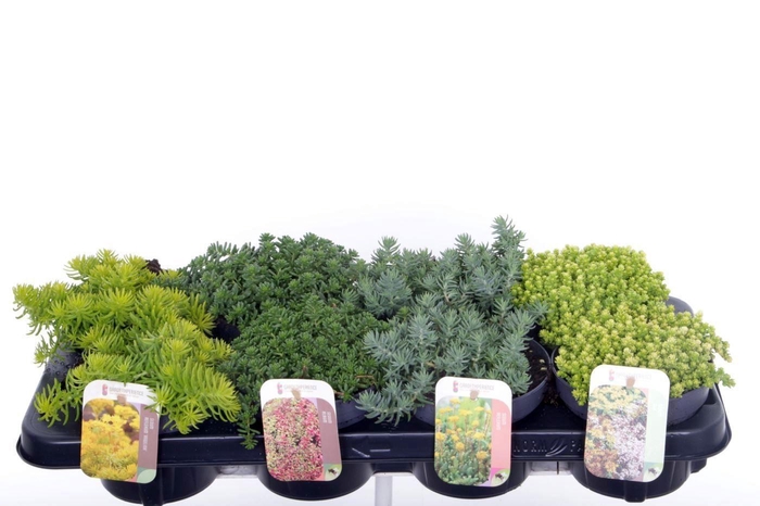 <h4>Sedum mix in tray</h4>