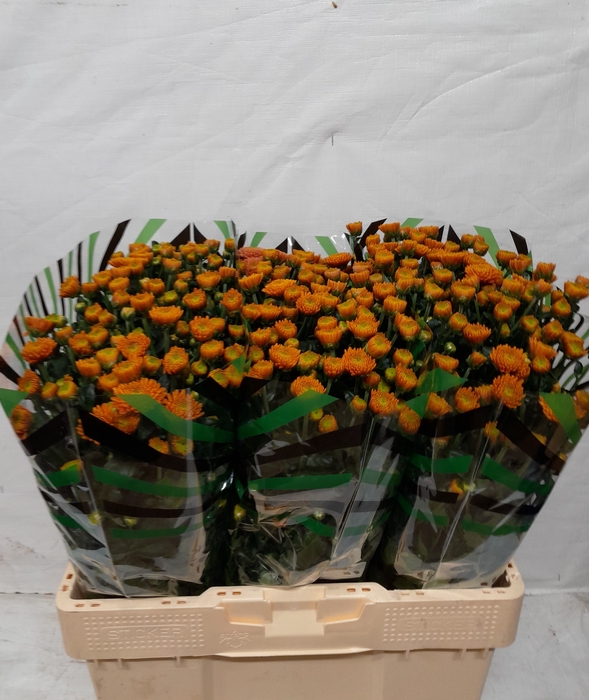 <h4>CHR S ELLISON ORANGE</h4>