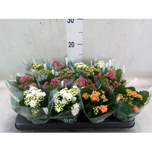 Kalanchoe blos. 'Rosalina'  ..mix 6