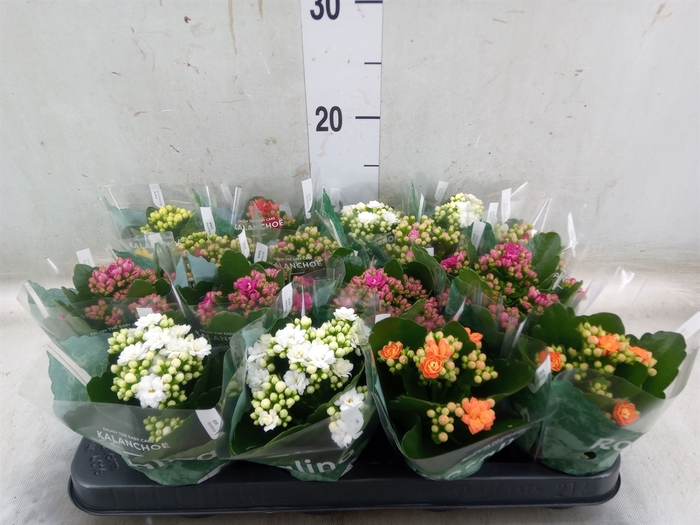 <h4>Kalanchoe blos. 'Rosalina'  ..mix 6</h4>