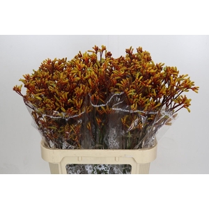 Kangaroo Paw Gold Fever