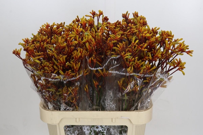 <h4>Anigozanthos Gold Fever</h4>