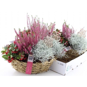 ARR TUINPLANTEN